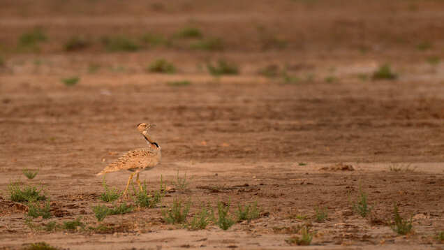 Kutch Bustard Sanctuary: a tryst with the Great Indian Bustard