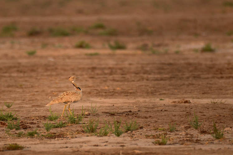 Kutch Bustard Sanctuary in Gujarat :know in detail about ...