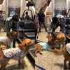 Sidharth Malhotra playing with therapy dogs at the airport will melt your hearts