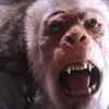 Article image for: <i class="tbold">goosebumps</i> 2: Haunted Halloween