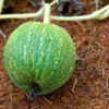 ​Pumpkin seeds benefits