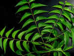 Neem leaves