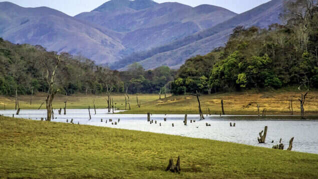 Did you know that you can go night trekking in Kerala&rsquo;s Periyar Tiger Reserve?