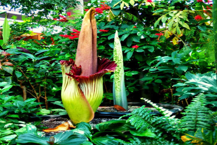 Travel to witness these weird flowers in the world Times 