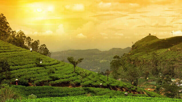 Assam to host world&rsquo;s first half marathon in Jalinga Tea Estate on Nov 18