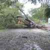 Several trees were uprooted in Nagapattinam districts