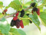 Side effects of mulberries
