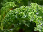 What is kale?