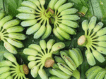Amazing benefits of green bananas