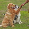 Article image for: <i class="tbold">dog trainer</i>