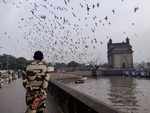 Birds at Gateway of India