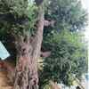 A more than 100-year-old tamarind tree uprooted at Nuzividu