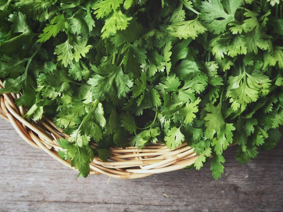 why you should eat coriander leaves everyday in winters