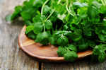Coriander leaves are also an anti-allergic herb