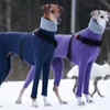 Article image for: Photo of dogs in matching turtlenecks goes viral on social media
