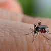 ​Dengue