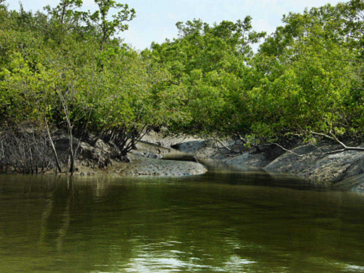Introduction of Natural beauty Sundarban in West Bengal. 5 Sundarban Tourism