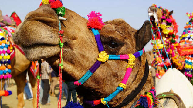 Discover Rajasthan: a two-day Bikaner Camel Festival promises a lifetime of memories