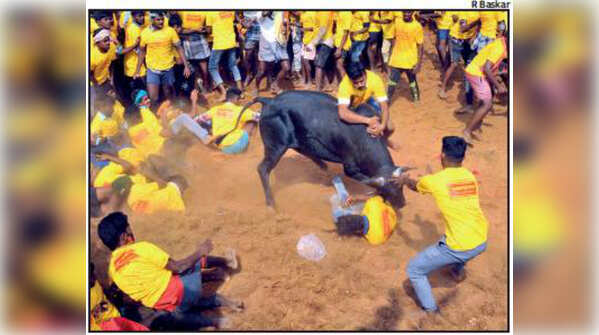 Jallikattu in Tamil Nadu