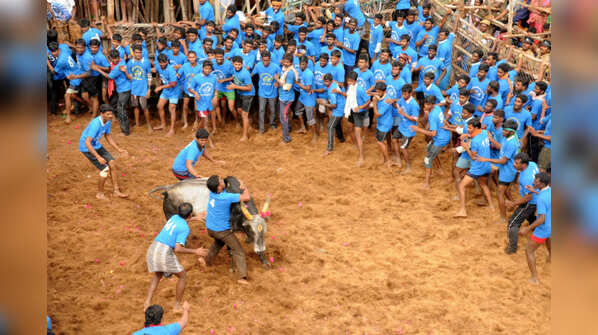 Jallikattu in Tamil Nadu