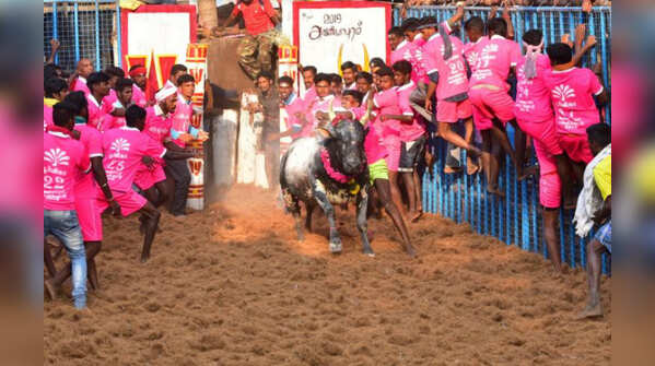 Jallikattu in Tamil Nadu