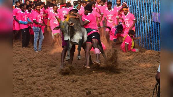 Jallikattu in Tamil Nadu