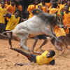 Jallikattu in Tamil Nadu