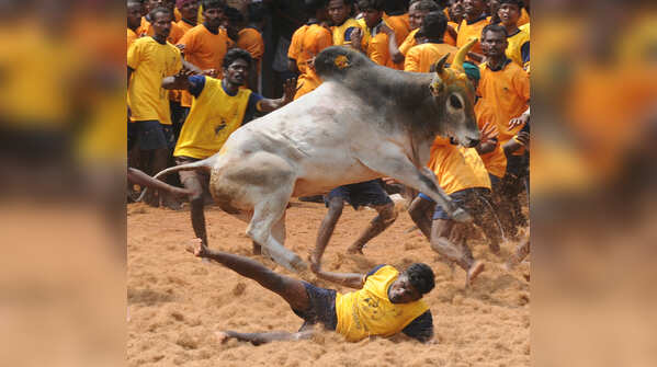 Jallikattu in Tamil Nadu