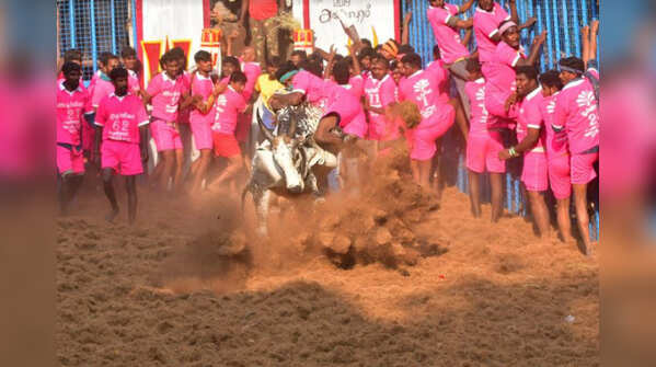 Jallikattu in Tamil Nadu