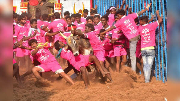 Jallikattu in Tamil Nadu