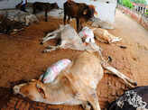 See how holy cow gets unholy treatment in India