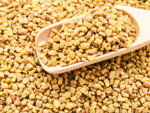 What is fenugreek?