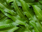 Mango leaves