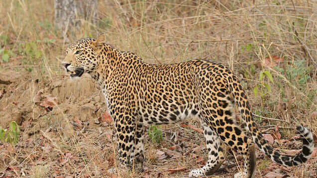 Do yourself a special favour &ndash; visit Satpura National Park in Madhya Pradesh