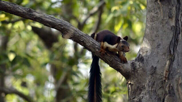 Do yourself a special favour &ndash; visit Satpura National Park in Madhya Pradesh