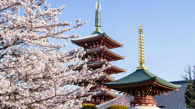 Japan&rsquo;s flower cruise is the best way to witness the beauty of cherry blossoms