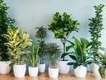 An indoor plant