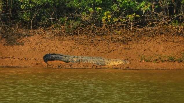 Why visit Odisha&rsquo;s Bhitarkanika National Park, home to world&rsquo;s largest white crocodiles?