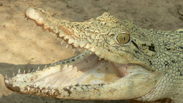 Why visit Odisha&rsquo;s Bhitarkanika National Park, home to world&rsquo;s largest white crocodiles?