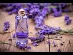 Lavender Oil