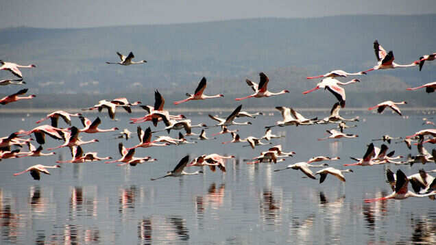 Flamingo Safaris are a huge hit in Mumbai's Airoli