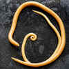 Antiparasitic