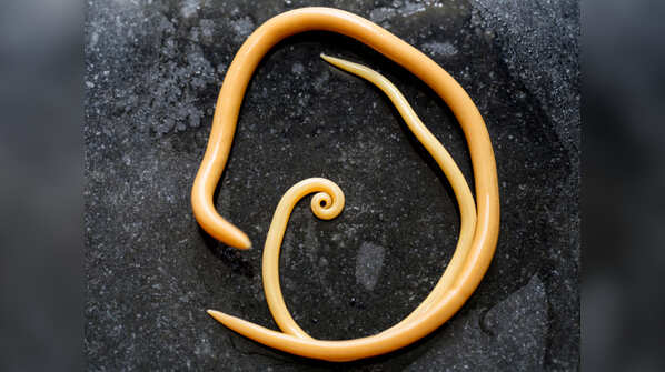 Antiparasitic