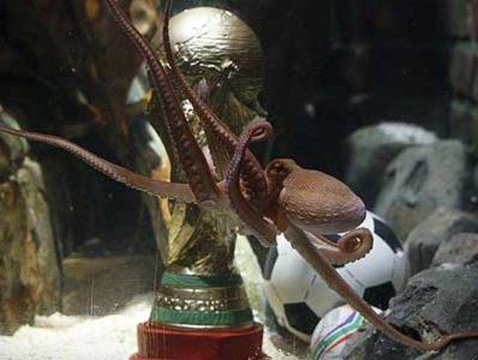 Paul the 'psychic' World Cup octopus dead The Times of India