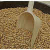 Pinto beans