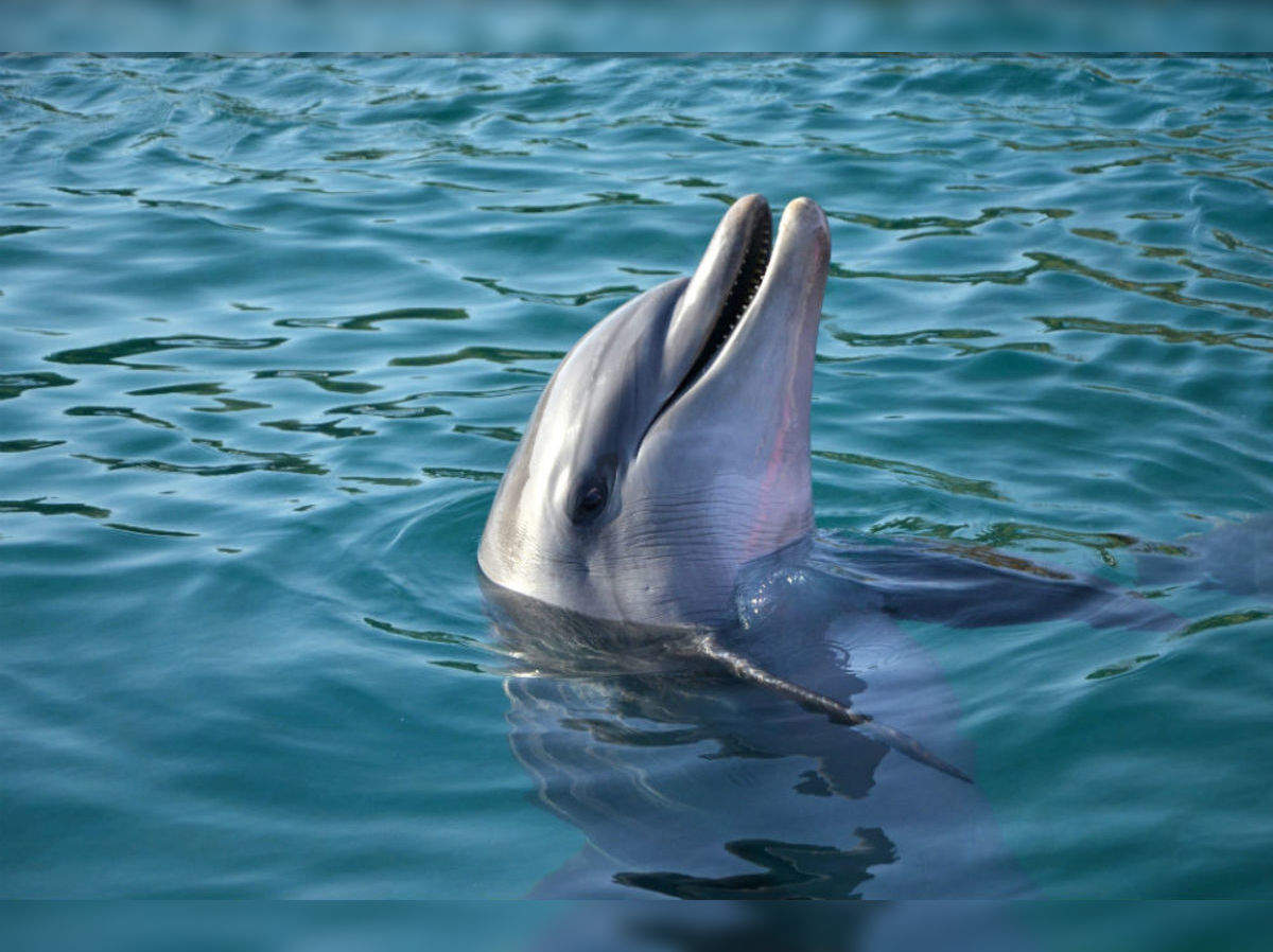 India's First Dolphin Community Reserve to Come Up in West Bengal