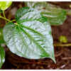 Article image for: What does <i class="tbold">ayurveda</i> say?