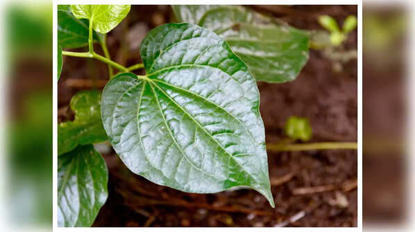 What does Ayurveda say?