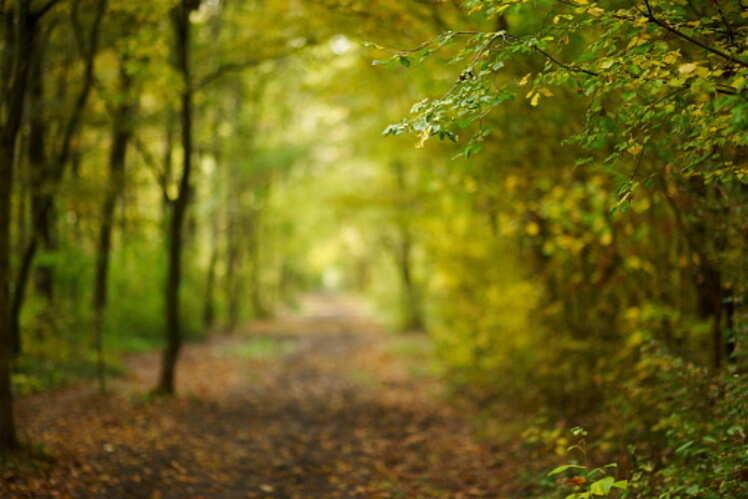 Karnataka to have more than 20 eco-trails by the end of 2019
