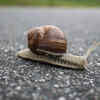 Germany: Snail Syrup